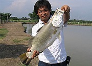 barramundi01s%5B1%5D.jpg