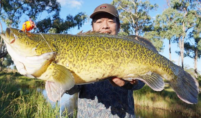 マーレーコッド