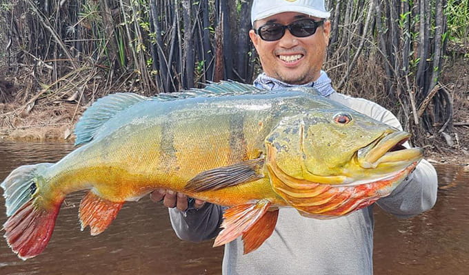 ピーコックバス