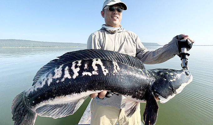 ジャイアントスネークヘッド（トーマン/チャドー）