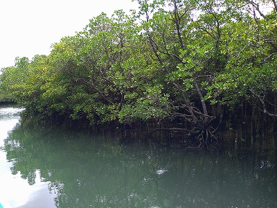2022.08.29 西表島 カヤックフィッシング報告