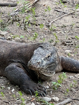2025.03.06 インドネシア　コモド　ＧＴ釣果報告