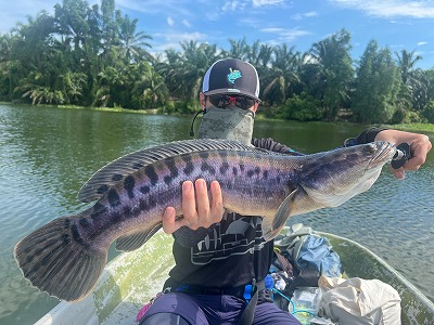2025.04.21　マレーシア ピーコック＆トーマン釣果報告