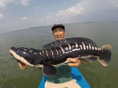 2017.05.24　　　　タイ・チャドー（ジャイアントスネークヘッド）フィッシング釣果報告