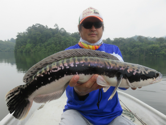 2015.09.01　　　　マレーシア・トーマンフィッシング釣果報告