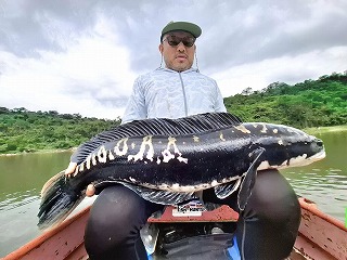 2025.10.29 タイ チャドー（ジャイアントスネークヘッド）釣果報告