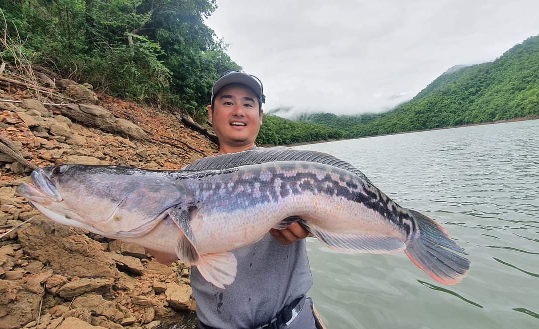2023.02.01　　　　タイ・チャドー（ジャイアントスネークヘッド）フィッシング　残1名です。