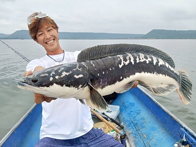 2025.08.28 タイ チャドー（ジャイアントスネークヘッド）フィッシング キャンペーン価格設定