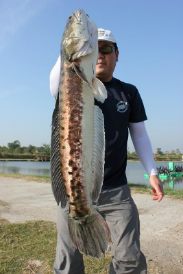 2015.01.29　　　　バンコク釣り堀＆観光報告